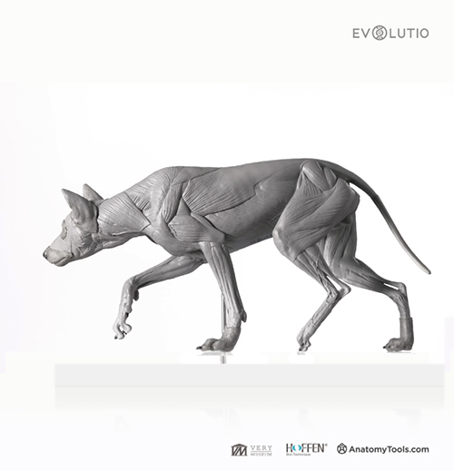 Wolf 1:8 Anatomy v.PVC